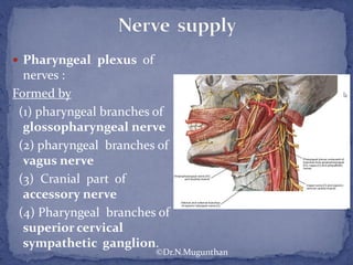  Pharyngeal plexus of
nerves :
Formed by
(1) pharyngeal branches of
glossopharyngeal nerve
(2) pharyngeal branches of
vagus nerve
(3) Cranial part of
accessory nerve
(4) Pharyngeal branches of
superior cervical
sympathetic ganglion.
©Dr.N.Mugunthan
 