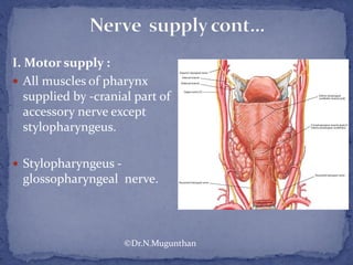 I. Motor supply :
 All muscles of pharynx
supplied by -cranial part of
accessory nerve except
stylopharyngeus.
 Stylopharyngeus -
glossopharyngeal nerve.
©Dr.N.Mugunthan
 