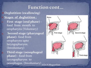  Deglutition (swallowing)
 Stages of deglutition :
1. First stage (oral phase) -
food from mouth to
oropharynx (Voluntary)
2. Second stage (pharyngeal
phase)- food from
oropharynx upto
laryngopharynx.
(Involuntary)
3. Third stage (oesophageal
phase) - food from
laryngopharynx to
oesophagus. (Involuntary) ©Dr.N.Mugunthan
 