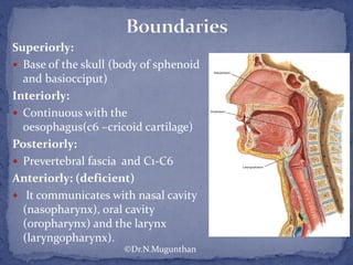 Superiorly:
 Base of the skull (body of sphenoid
and basiocciput)
Interiorly:
 Continuous with the
oesophagus(c6 –cricoid cartilage)
Posteriorly:
 Prevertebral fascia and C1-C6
Anteriorly: (deficient)
 It communicates with nasal cavity
(nasopharynx), oral cavity
(oropharynx) and the larynx
(laryngopharynx).
©Dr.N.Mugunthan
 