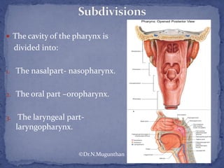  The cavity of the pharynx is
divided into:
1. The nasalpart- nasopharynx.
2. The oral part –oropharynx.
3. The laryngeal part-
laryngopharynx.
©Dr.N.Mugunthan
 