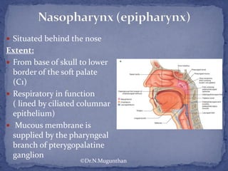  Situated behind the nose
Extent:
 From base of skull to lower
border of the soft palate
(C1)
 Respiratory in function
( lined by ciliated columnar
epithelium)
 Mucous membrane is
supplied by the pharyngeal
branch of pterygopalatine
ganglion
©Dr.N.Mugunthan
 