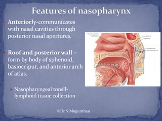 • Anteriorly-communicates
with nasal cavities through
posterior nasal apertures.
 Roof and posterior wall –
form by body of sphenoid,
basiocciput, and anterior arch
of atlas.
 Nasopharyngeal tonsil-
lymphoid tissue collection
©Dr.N.Mugunthan
 
