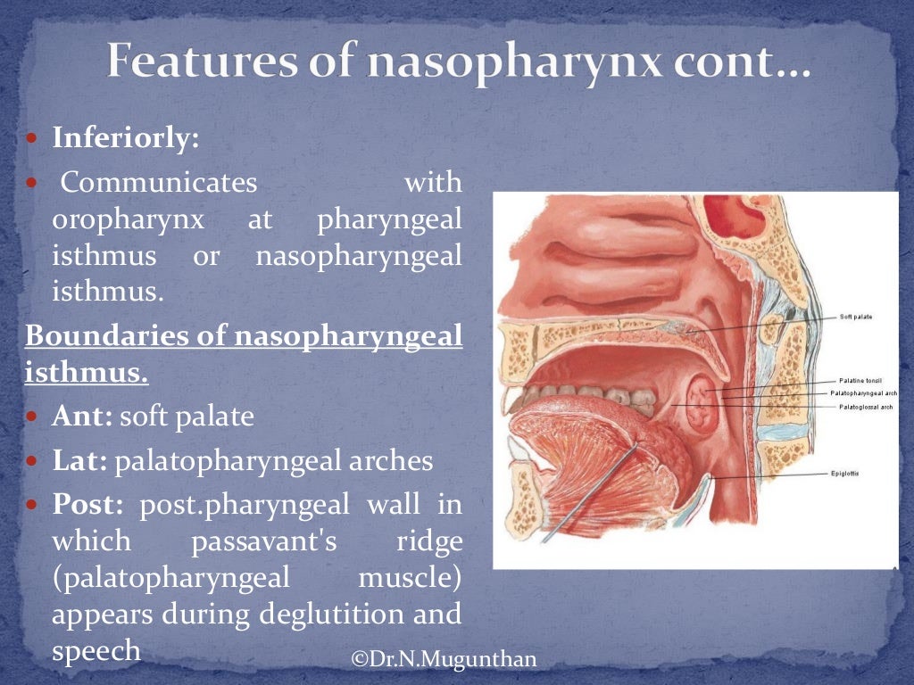 Pharynx Dr.N.Mugunthan.M.S.,
