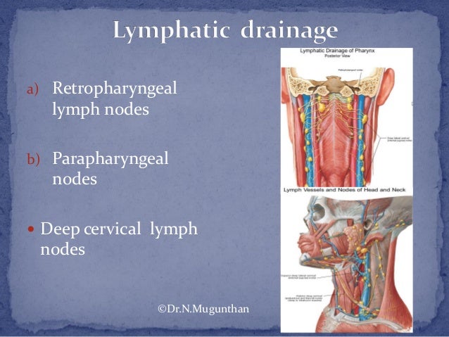 Pharynx Dr.N.Mugunthan.M.S.,