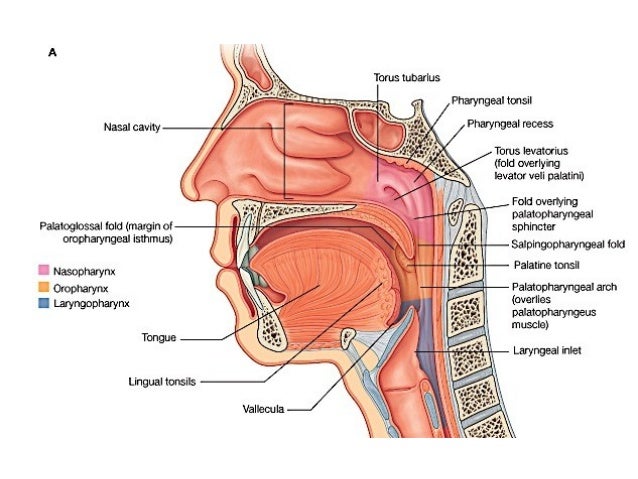 Edwards anatomy of Pharynx