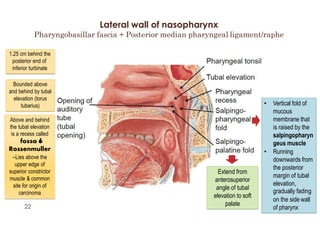 Process Tubaris Pharynx by mehr | PPTX