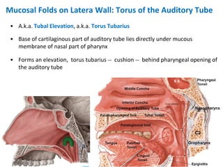 Process Tubaris Pharynx Dr. Aylin Aktar.pdf