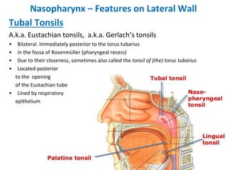 Process Tubaris Pharynx Dr. Aylin Aktar.pdf