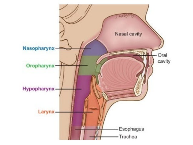 pharynx