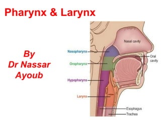 Pharynx & Larynx
By
Dr Nassar
Ayoub
 