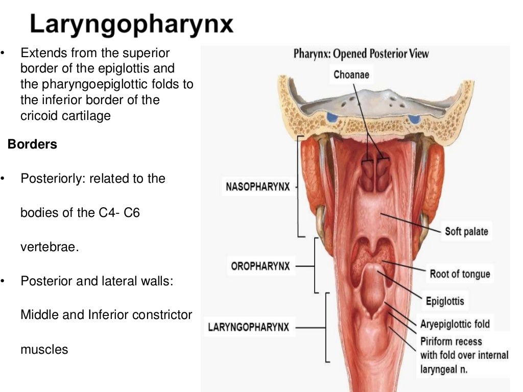 Anatomy of Pharynx & Larynx