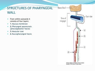 STRUCTURES OF PHARYNGEAL
WALL
 From within outwards it
consists of four layers:
 1. Mucous membrane
 2. Pharyngeal aponeurosis
(pharyngobasilar fascia)
 3. Muscular coat
 4. Buccopharyngeal fascia
 
