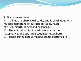 1. Mucous membrane
 It lines the pharyngeal cavity and is continuous with
mucous membrane of eustachian tubes, nasal
cavities, mouth, larynx and oesophagus.
 The epithelium is ciliated columnar in the
nasopharynx and stratified squamous elsewhere.
 There are numerous mucous glands scattered in it.
 
