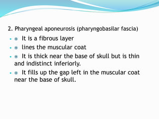2. Pharyngeal aponeurosis (pharyngobasilar fascia)
  It is a fibrous layer
  lines the muscular coat
  It is thick near the base of skull but is thin
and indistinct inferiorly.
  It fills up the gap left in the muscular coat
near the base of skull.
 