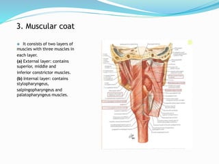 3. Muscular coat
 It consists of two layers of
muscles with three muscles in
each layer.
(a) External layer: contains
superior, middle and
inferior constrictor muscles.
(b) Internal layer: contains
stylopharyngeus,
salpingopharyngeus and
palatopharyngeus muscles.
 