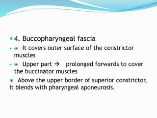  4. Buccopharyngeal fascia
  It covers outer surface of the constrictor
muscles
  Upper part  prolonged forwards to cover
the buccinator muscles
 Above the upper border of superior constrictor,
it blends with pharyngeal aponeurosis.
 