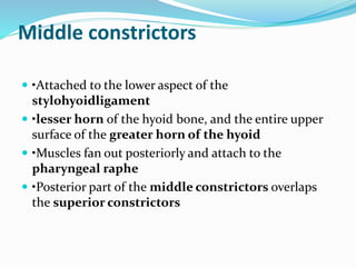 Middle constrictors
 •Attached to the lower aspect of the
stylohyoidligament
 •lesser horn of the hyoid bone, and the entire upper
surface of the greater horn of the hyoid
 •Muscles fan out posteriorly and attach to the
pharyngeal raphe
 •Posterior part of the middle constrictors overlaps
the superior constrictors
 