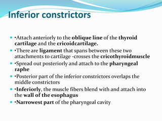 Inferior constrictors
 •Attach anteriorly to the oblique line of the thyroid
cartilage and the cricoidcartilage.
 •There are ligament that spans between these two
attachments to cartilage -crosses the cricothyroidmuscle
 •Spread out posteriorly and attach to the pharyngeal
raphe
 •Posterior part of the inferior constrictors overlaps the
middle constrictors
 •Inferiorly, the muscle fibers blend with and attach into
the wall of the esophagus
 •Narrowest part of the pharyngeal cavity
 