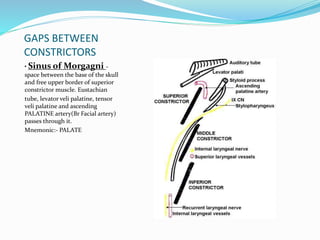 GAPS BETWEEN
CONSTRICTORS
• Sinus of Morgagni -
space between the base of the skull
and free upper border of superior
constrictor muscle. Eustachian
tube, levator veli palatine, tensor
veli palatine and ascending
PALATINE artery(Br Facial artery)
passes through it.
Mnemonic:- PALATE
 