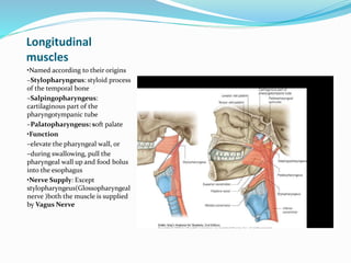 Longitudinal
muscles
•Named according to their origins
–Stylopharyngeus: styloid process
of the temporal bone
–Salpingopharyngeus:
cartilaginous part of the
pharyngotympanic tube
–Palatopharyngeus: soft palate
•Function
–elevate the pharyngeal wall, or
–during swallowing, pull the
pharyngeal wall up and food bolus
into the esophagus
•Nerve Supply: Except
stylopharyngeus(Glossopharyngeal
nerve )both the muscle is supplied
by Vagus Nerve
 