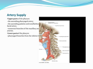Artery Supply
•Upper parts of the pharynx
–the ascending pharyngeal artery;
–the ascending palatine and tonsillarbranches of the
facial artery;
–numerous branches of the maxillary and the lingual
arteries.
•Lower partsof the pharynx
–pharyngeal branches from the inferior thyroid artery
 