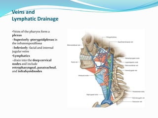 Veins and
Lymphatic Drainage
•Veins of the pharynx form a
plexus
–Superiorly -pterygoidplexus in
the infratemporalfossa
–Inferiorly -facial and internal
jugular veins
•Lymphatics
–drain into the deep cervical
nodes and include
retropharyngeal, paratracheal,
and infrahyoidnodes
 
