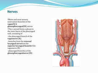 Nerves
•Motor and most sensory
innervation-branches of the
vagus[X] &
glossopharyngeal[IX] nerves
•This 2 nerved forms a plexus in
the outer fascia of the pharyngeal
wall, consisting of
–the pharyngeal branch of the
vagusnerve [X];
–branches from the external
laryngeal nervefrom the
superior laryngeal branchof the
vagusnerve [X];
–pharyngeal branches of the
glossopharyngealnerve [IX]
 