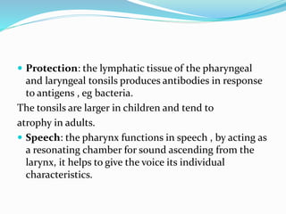  Protection: the lymphatic tissue of the pharyngeal
and laryngeal tonsils produces antibodies in response
to antigens , eg bacteria.
The tonsils are larger in children and tend to
atrophy in adults.
 Speech: the pharynx functions in speech , by acting as
a resonating chamber for sound ascending from the
larynx, it helps to give the voice its individual
characteristics.
 