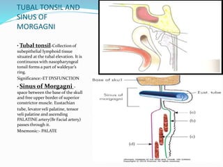 TUBAL TONSIL AND
SINUS OF
MORGAGNI
• Tubal tonsil-Collection of
subepithelial lymphoid tissue
situated at the tubal elevation. It is
continuous with nasopharyngeal
tonsil forms a part of waldeyar’s
ring.
Significance:-ET DYSFUNCTION
• Sinus of Morgagni -
space between the base of the skull
and free upper border of superior
constrictor muscle. Eustachian
tube, levator veli palatine, tensor
veli palatine and ascending
PALATINE artery(Br Facial artery)
passes through it.
Mnemonic:- PALATE
 
