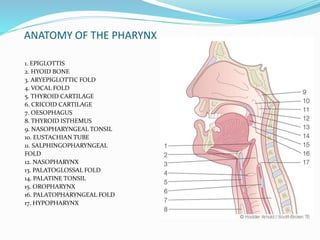 ANATOMY OF THE PHARYNX
1. EPIGLOTTIS
2. HYOID BONE
3. ARYEPIGLOTTIC FOLD
4. VOCAL FOLD
5. THYROID CARTILAGE
6. CRICOID CARTILAGE
7. OESOPHAGUS
8. THYROID ISTHEMUS
9. NASOPHARYNGEAL TONSIL
10. EUSTACHIAN TUBE
11. SALPHINGOPHARYNGEAL
FOLD
12. NASOPHARYNX
13. PALATOGLOSSAL FOLD
14. PALATINE TONSIL
15. OROPHARYNX
16. PALATOPHARYNGEAL FOLD
17. HYPOPHARYNX
 