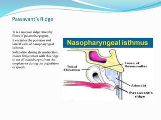 Passavant’s Ridge
It is a mucosal ridge raised by
fibres of palatopharyngeus.
It encircles the posterior and
lateral walls of nasopharyngeal
isthmus.
Soft palate, during its contraction,
makes firm contact with this ridge
to cut off nasopharynx from the
oropharynx during the deglutition
or speech.
 