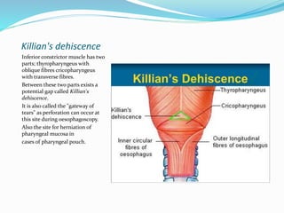 Killian's dehiscence
Inferior constrictor muscle has two
parts; thyropharyngeus with
oblique fibres cricopharyngeus
with transverse fibres.
Between these two parts exists a
potential gap called Killian's
dehiscence.
It is also called the "gateway of
tears" as perforation can occur at
this site during oesophagoscopy.
Also the site for herniation of
pharyngeal mucosa in
cases of pharyngeal pouch.
 