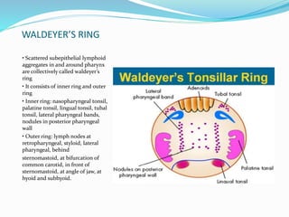 WALDEYER’S RING
• Scattered subepithelial lymphoid
aggregates in and around pharynx
are collectively called waldeyer’s
ring
• It consists of inner ring and outer
ring
• Inner ring: nasopharyngeal tonsil,
palatine tonsil, lingual tonsil, tubal
tonsil, lateral pharyngeal bands,
nodules in posterior pharyngeal
wall
• Outer ring: lymph nodes at
retropharyngeal, styloid, lateral
pharyngeal, behind
sternomastoid, at bifurcation of
common carotid, in front of
sternomastoid, at angle of jaw, at
hyoid and subhyoid.
 