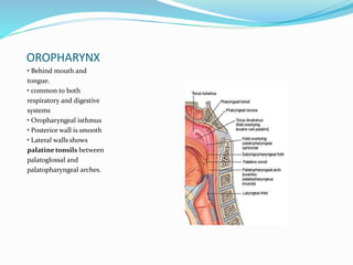 OROPHARYNX
• Behind mouth and
tongue.
• common to both
respiratory and digestive
systems
• Oropharyngeal isthmus
• Posterior wall is smooth
• Lateral walls shows
palatine tonsils between
palatoglossal and
palatopharyngeal arches.
 
