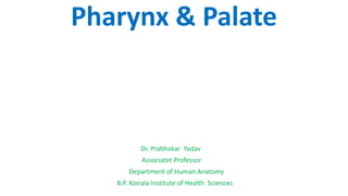 Pharynx & Palate
Dr. Prabhakar Yadav
Associatet Professor
Department of Human Anatomy
B.P. Koirala Institute of Health Sciences
 