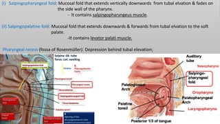 (i) Salpingopharyngeal fold: Mucosal fold that extends vertically downwards from tubal elvation & fades on
the side wall of the pharynx.
- It contains salpingopharyngeus muscle.
(ii) Salpingopalatine fold: Mucosal fold that extends downwards & forwards from tubal elvation to the soft
palate.
-It contains levator palati muscle.
Pharyngeal recess (fossa of Rosenmüller): Depression behind tubal elevation;
 