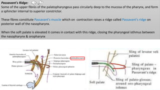 Passavant's Ridge:
Some of the upper fibres of the palatopharyngeus pass circularly deep to the mucosa of the pharynx, and form
a sphincter internal to superior constrictor.
These fibres constitute Passavant's muscle which on contraction raises a ridge called Passavant's ridge on
posterior wall of the nasopharynx.
When the soft palate is elevated it comes in contact with this ridge, closing the pharyngeal isthmus between
the nasopharynx & oropharynx
 