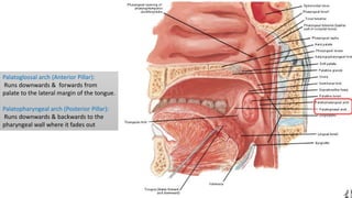 Palatoglossal arch (Anterior Pillar):
Runs downwards & forwards from
palate to the lateral margin of the tongue.
Palatopharyngeal arch (Posterior Pillar):
Runs downwards & backwards to the
pharyngeal wall where it fades out
 