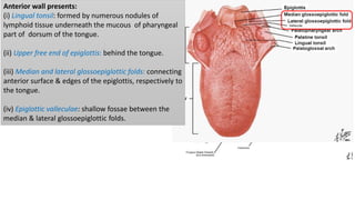 Anterior wall presents:
(i) Lingual tonsil: formed by numerous nodules of
lymphoid tissue underneath the mucous of pharyngeal
part of dorsum of the tongue.
(ii) Upper free end of epiglottis: behind the tongue.
(iii) Median and lateral glossoepiglottic folds: connecting
anterior surface & edges of the epiglottis, respectively to
the tongue.
(iv) Epiglottic valleculae: shallow fossae between the
median & lateral glossoepiglottic folds.
 