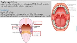 Oropharyngeal Isthmus:
Arched opening between the two palatoglossal folds through which the
oral cavity communicates with the oropharynx.
Boundaries:
Above: Soft palate.
Below: Dorsal surface of the posterior one-third of the tongue.
Lateral: Palatoglossal arch on either side containing palatoglossus muscle.
 