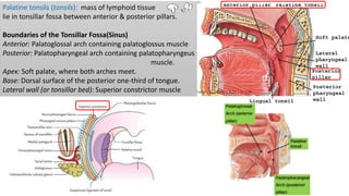 Palatine tonsils (tonsils): mass of lymphoid tissue
lie in tonsillar fossa between anterior & posterior pillars.
Boundaries of the Tonsillar Fossa(Sinus)
Anterior: Palatoglossal arch containing palatoglossus muscle
Posterior: Palatopharyngeal arch containing palatopharyngeus
muscle.
Apex: Soft palate, where both arches meet.
Base: Dorsal surface of the posterior one-third of tongue.
Lateral wall (or tonsillar bed): Superior constrictor muscle
 