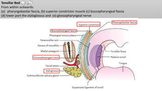 Tonsillar Bed
From within outwards:
(a) pharyngobasilar fascia, (b) superior constrictor muscle (c) buccopharyngeal fascia
(d) lower part the styloglossus and (e) glossopharyngeal nerve
 