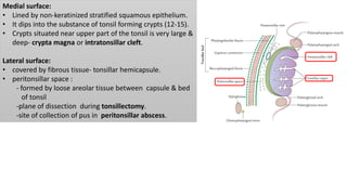 Medial surface:
• Lined by non-keratinized stratified squamous epithelium.
• It dips into the substance of tonsil forming crypts (12-15).
• Crypts situated near upper part of the tonsil is very large &
deep- crypta magna or intratonsillar cleft.
Lateral surface:
• covered by fibrous tissue- tonsillar hemicapsule.
• peritonsillar space :
- formed by loose areolar tissue between capsule & bed
of tonsil
-plane of dissection during tonsillectomy.
-site of collection of pus in peritonsillar abscess.
 
