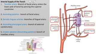 Arterial Supply of the Tonsil:
1. Tonsillar artery -Branch of facial artery, enters the
lower pole of tonsil by piercing the superior
constrictor.
2. Ascending palatine - branch of facial artery
3. Dorsalis linguae arteries -branches of lingual artery
4. Ascending pharyngeal artery -branch of external
carotid artery
5. Greater palatine (descending palatine) -branch of
maxillary artery.
 