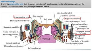 Venous Drainage:
Drain into paratonsillar vein that descends from the soft palate across the tonsillar capsule, pierces the
superior constrictor & drain into pharyngeal venous plexus.
 