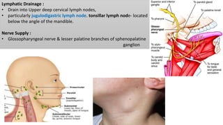 Lymphatic Drainage :
• Drain into Upper deep cervical lymph nodes,
• particularly jugulodigastric lymph node. tonsillar lymph node- located
below the angle of the mandible.
Nerve Supply :
• Glossopharyngeal nerve & lesser palatine branches of sphenopalatine
ganglion
 