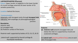 LARYNGOPHARYNX (Pharynx):
Extent: Upper border of epiglottis to the lower border
of cricoid cartilage anteriorly & lower border of C6
vertebra posteriorly.
Location: behind the larynx.
Communication:
Anteriorly: with laryngeal cavity through laryngeal inlet
Inferiorly: with esophagus at pharyngoesophageal
junction.
Boundaries
Anterior wall:
(a) Laryngeal inlet.
(b) Posterior surface of the larynx.
Posterior wall: supported by bodies of C3, C4, C5, & C6
Lateral wall: supported by thyroid cartilage &
thyrohyoid membrane.
Features
(a) Anterior wall presents laryngeal inlet and
below the inlet it is supported by cricoid and
arytenoid cartilages.
(b) Lateral wall presents piriform fossa one on each
side of laryngeal inlet.
 