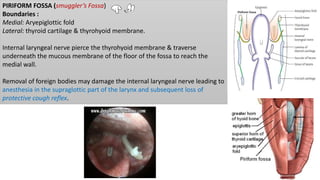 PIRIFORM FOSSA (smuggler’s Fossa)
Boundaries :
Medial: Aryepiglottic fold
Lateral: thyroid cartilage & thyrohyoid membrane.
Internal laryngeal nerve pierce the thyrohyoid membrane & traverse
underneath the mucous membrane of the floor of the fossa to reach the
medial wall.
Removal of foreign bodies may damage the internal laryngeal nerve leading to
anesthesia in the supraglottic part of the larynx and subsequent loss of
protective cough reflex.
 