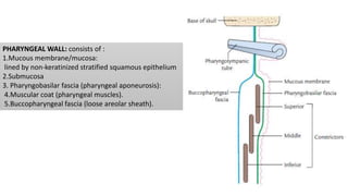 PHARYNGEAL WALL: consists of :
1.Mucous membrane/mucosa:
lined by non-keratinized stratified squamous epithelium
2.Submucosa
3. Pharyngobasilar fascia (pharyngeal aponeurosis):
4.Muscular coat (pharyngeal muscles).
5.Buccopharyngeal fascia (loose areolar sheath).
 